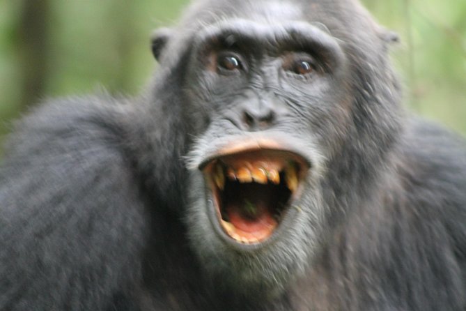 12-Day Pearl of Africa Wildlife and Adventure Highlights - Kibale combines chimpanzees with a wetland walk