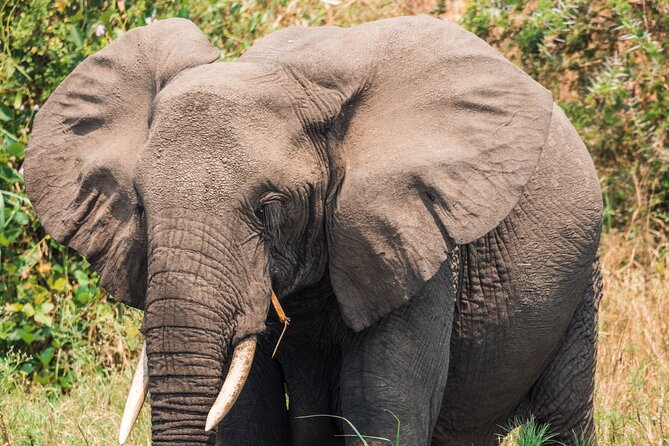 12-Day Pearl of Africa Wildlife and Adventure Highlights - Murchison Falls and the Nile’s force