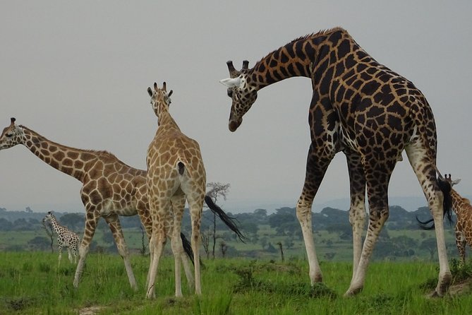 12 Days Memorable Experience tour in Uganda - What you are really signing up for