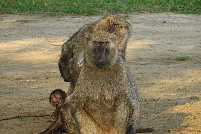 12 Days Memorable Experience tour in Uganda - Kidepo Valley: long roads, wide rewards