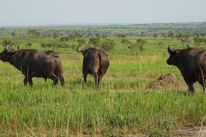 12 Days Memorable Experience tour in Uganda - Murchison Falls and the power of the Nile