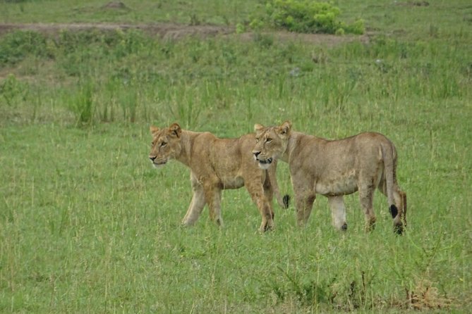 12 Days Memorable Experience tour in Uganda - Rhinos at Ziwa and the road back to Kampala