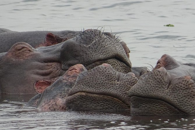 12 Days Memorable Experience tour in Uganda - The Equator and your final day in Entebbe