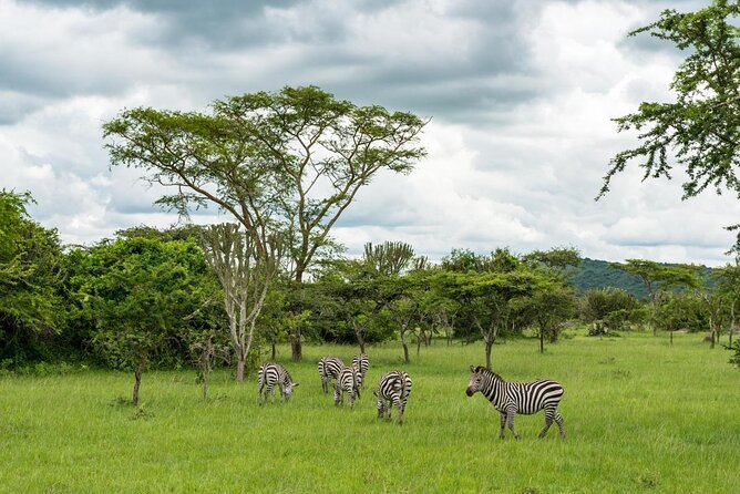 13 Day Uganda Safari with Gorillas, Chimps & Tree climbing lions - Key things to know before booking
