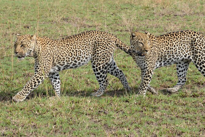 13 Day Uganda Safari with Gorillas, Chimps & Tree climbing lions - Day 1: A gentle start in Entebbe