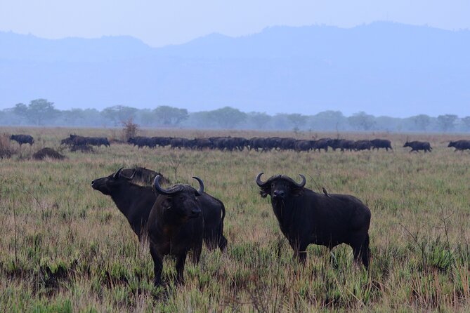 13 Day Uganda Safari with Gorillas, Chimps & Tree climbing lions - Day 4: The long green road to Kibale