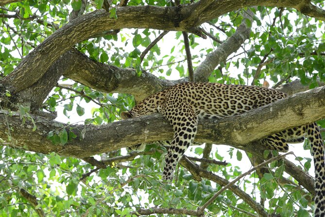 13 Day Uganda Safari with Gorillas, Chimps & Tree climbing lions - Day 5: Chimpanzees and the Bigodi swamp walk