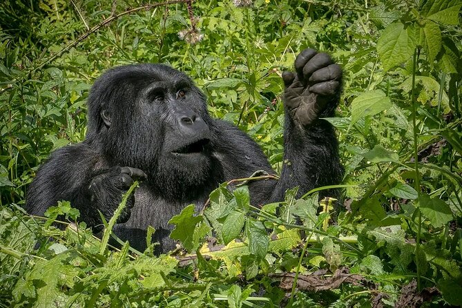 13 Day Uganda Safari with Gorillas, Chimps & Tree climbing lions - Days 6 to 8: Queen Elizabeth National Park from several angles