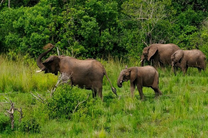 13 Day Uganda Safari with Gorillas, Chimps & Tree climbing lions - Day 9: Searching for Ishasha’s tree-climbing lions