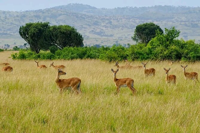 13 Day Uganda Safari with Gorillas, Chimps & Tree climbing lions - Days 10 and 11: Bwindi and the gorilla trek