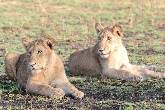 13 Day Uganda Safari with Gorillas, Chimps & Tree climbing lions - Days 2 and 3: Rhinos, savannah, and Murchison Falls