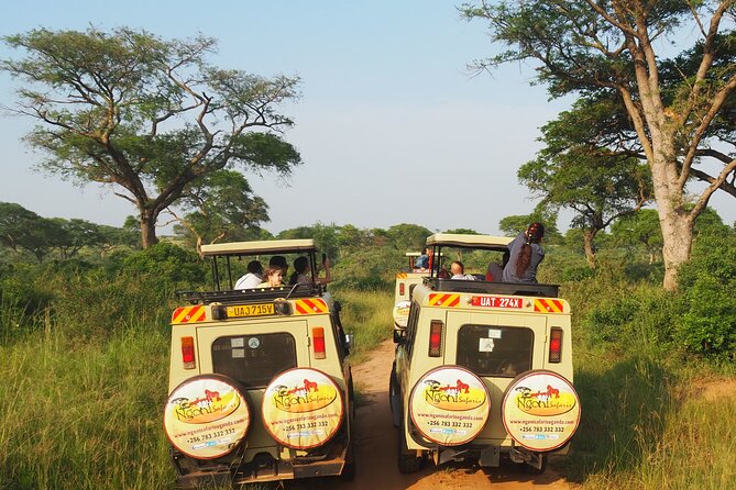 13-Day Wildlife Adventure Trip to the Pearl of Africa - Day 5: A full day with Kibale’s chimpanzee team