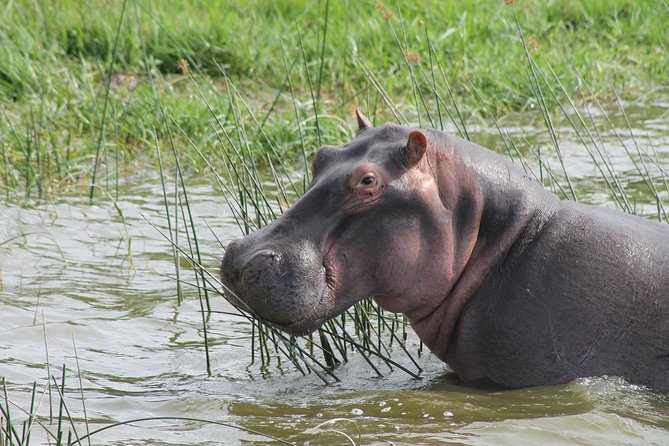 13-Day Wildlife Adventure Trip to the Pearl of Africa - Day 10: The main event in Bwindi