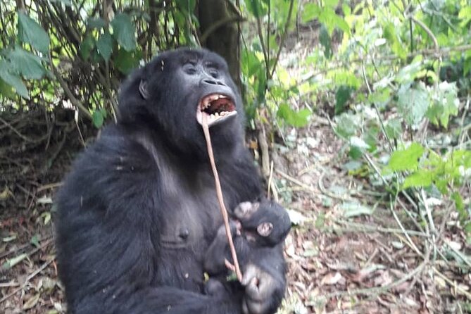 13 Days Private tour to discover Uganda's Best Safari - Key points to know before booking