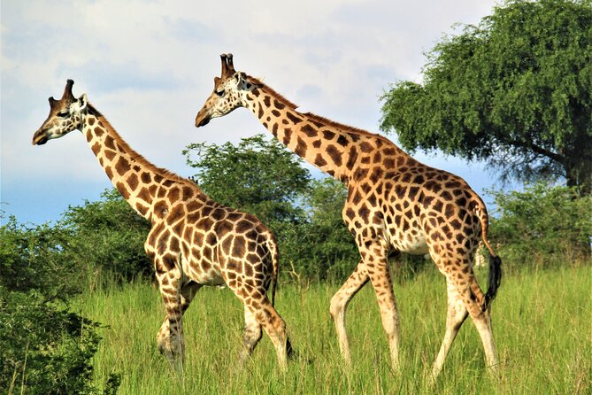 13 Days Private tour to discover Uganda's Best Safari - What this 13-day Uganda safari really offers