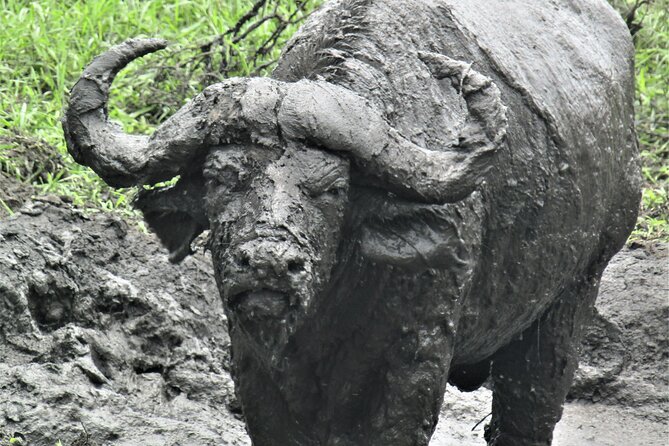 13 Days Private tour to discover Uganda's Best Safari - Day 4: A long road to Kibale Forest