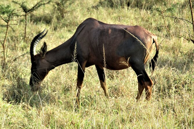 13 Days Private tour to discover Uganda's Best Safari - Day 7: Kobs, predators, and the Kazinga Channel