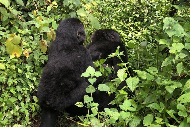 14 Day Pearl of Africa Uganda Classic Wildlife Safari - Why this 14-day route works