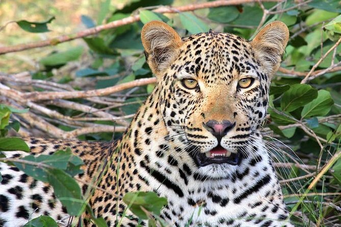 14 Days Uganda Safari Adventure, Gorilla Trekking and WildlifeTour - Why this Uganda safari has such a wide range