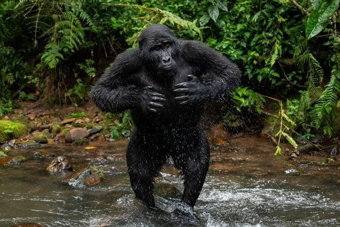 14 Days Uganda Safari Adventure, Gorilla Trekking and WildlifeTour - Days 3 and 4: Lake Albert, Hoima and the tea country