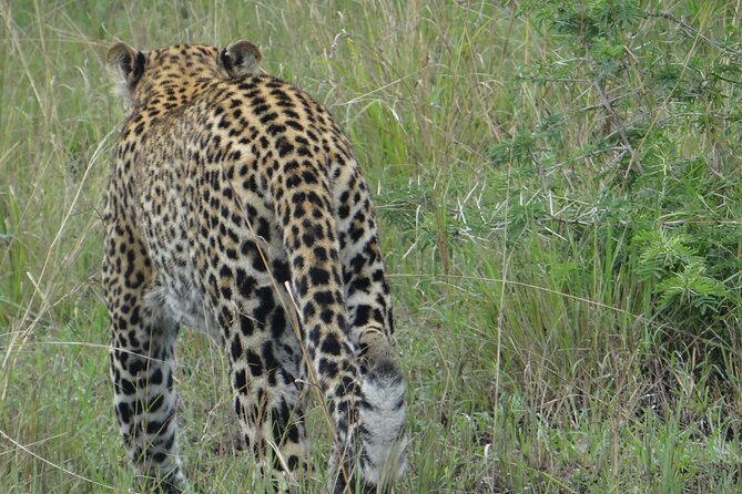 14 Days Uganda Safari Adventure, Gorilla Trekking and WildlifeTour - Days 5 and 6: Chimpanzees, Bigodi and the Kazinga Channel