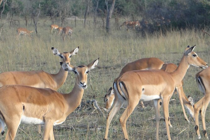 14 Days Uganda Safari Adventure, Gorilla Trekking and WildlifeTour - Day 8: Kyambura Gorge and Ishasha’s tree-climbing lions
