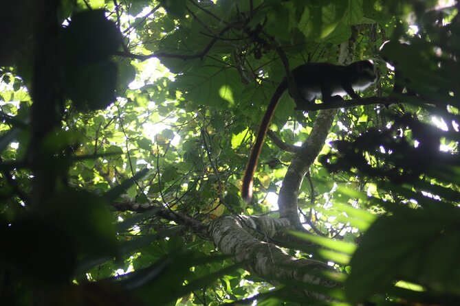 14 Days Uganda Safari Adventure, Gorilla Trekking and WildlifeTour - Days 9 and 10: Echuya Forest, volcanic country and Lake Mutanda