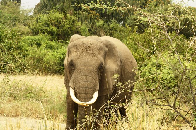 14 Days Uganda Safari Adventure, Gorilla Trekking and WildlifeTour - Day 11: Gorilla trekking and the key detail to confirm