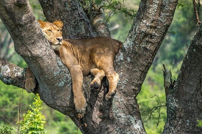14 Days Uganda Safari Adventure, Gorilla Trekking and WildlifeTour - Days 1 and 2: Rhinos, Murchison Falls and a schedule to clarify