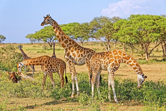 15-Day Gorilla and chimps Trekking, Big 5 and Nature Sighting Safari - Why this Uganda route works