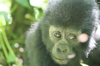 15-Day Gorilla and chimps Trekking, Big 5 and Nature Sighting Safari
