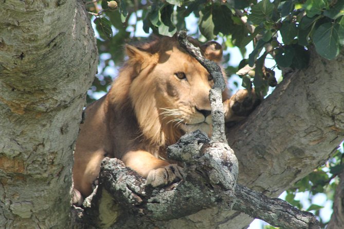 15-Day Gorilla and chimps Trekking, Big 5 and Nature Sighting Safari - Ishasha’s tree-climbing lions