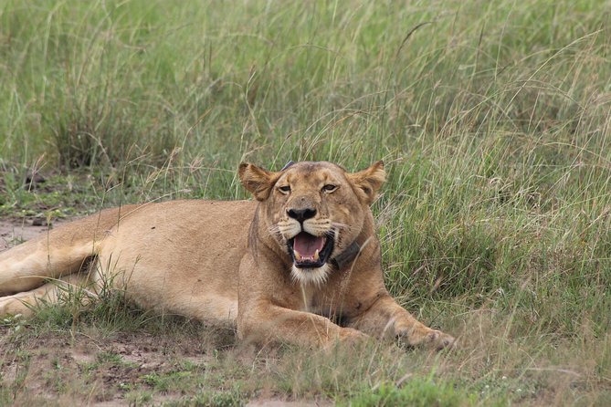15-Day Gorilla and chimps Trekking, Big 5 and Nature Sighting Safari - Gorilla trekking in Uganda’s southwest