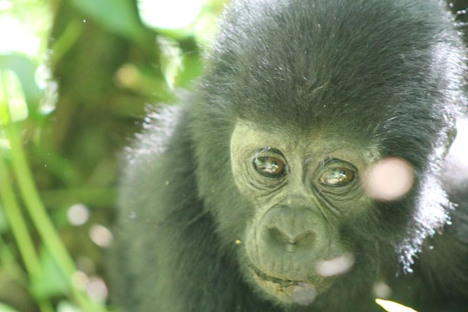 15-Day Gorilla and chimps Trekking, Big 5 and Nature Sighting Safari - Entebbe, Mabamba Swamp, and your first night