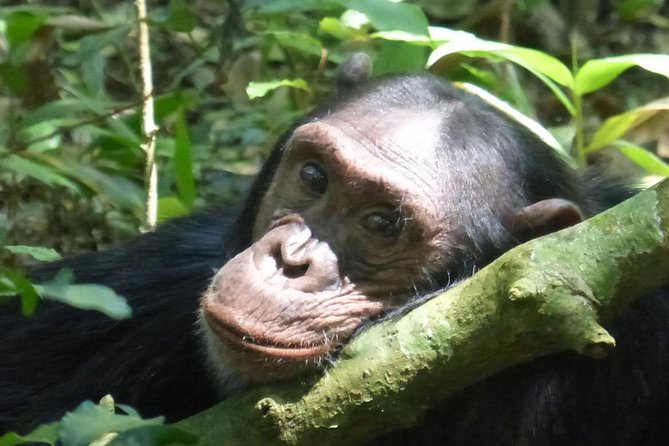 15 Day Gorillas, Chimps and Big 5 Safari Tour - Key points to know before you book