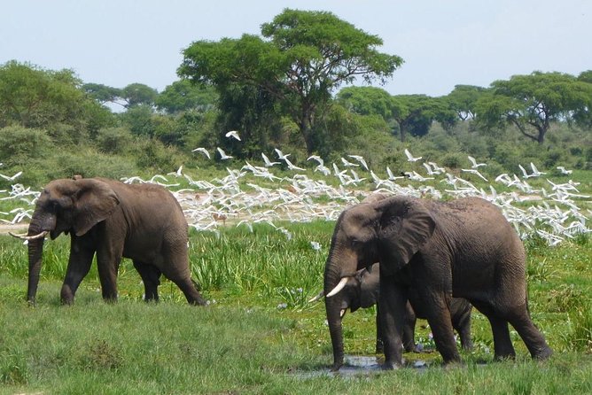 15 Day Gorillas, Chimps and Big 5 Safari Tour - Why this Uganda circuit is appealing