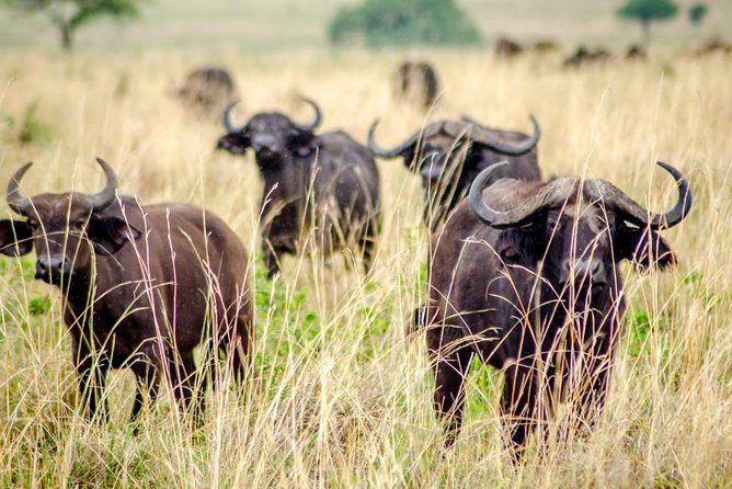 15 Day Gorillas, Chimps and Big 5 Safari Tour - Days 3 and 4: Semuliki’s hot springs and a route detail to check