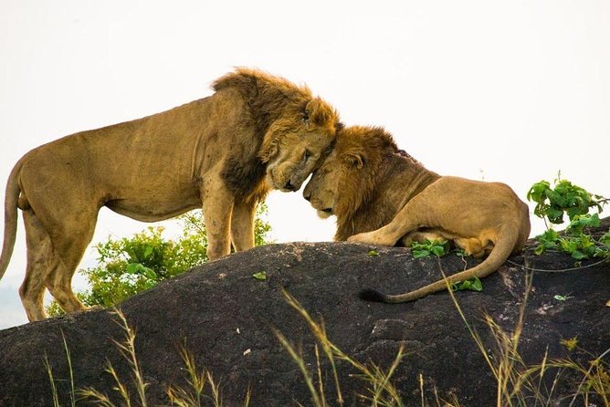 15 Day Gorillas, Chimps and Big 5 Safari Tour - Days 5 and 6: Kibale and Uganda’s best chimpanzee country