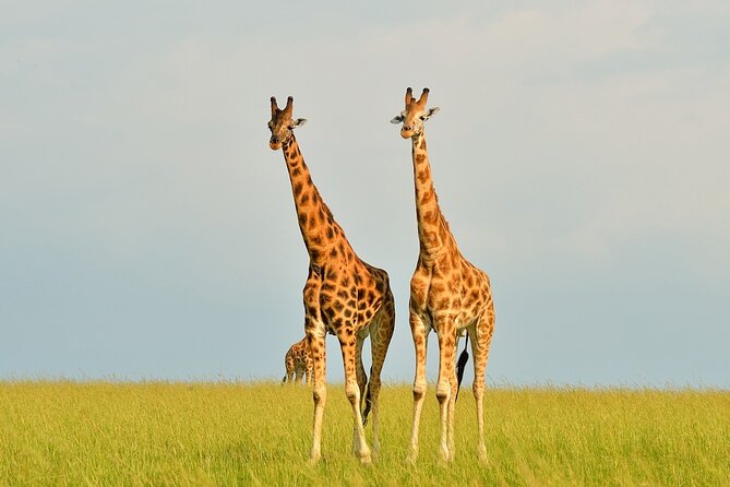 2 Day Guided Murchison Falls And Zziwa Rhino Trekking Safari - Why this two-day combination works