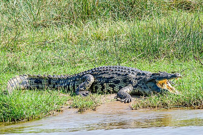 2 Day Guided Murchison Falls And Zziwa Rhino Trekking Safari - Hiking to the top of Murchison Falls
