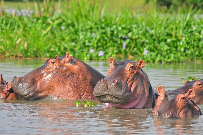 2 Day Guided Murchison Falls And Zziwa Rhino Trekking Safari - What the $1,250 price means