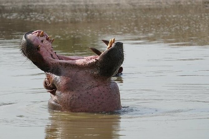 2 Day Guided Murchison Falls And Zziwa Rhino Trekking Safari - The guide service and personal touch