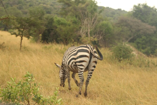 2 Day Lake Mburo National park wildlife Safari - The lake cruise: hippos, crocodiles, and fish eagles