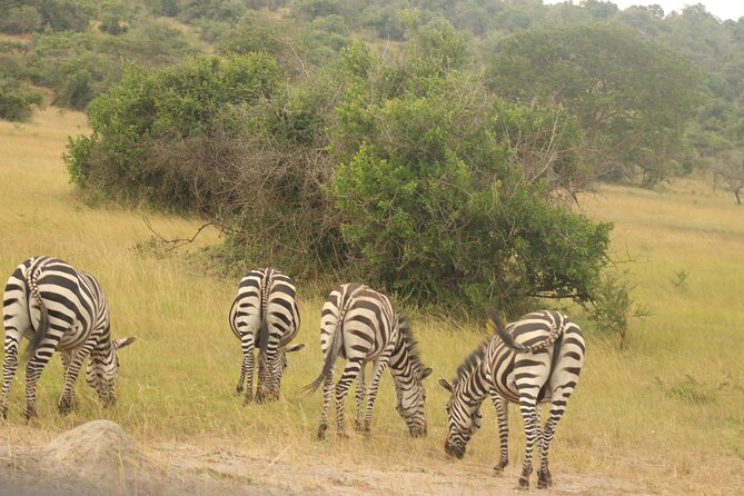 2 Day Lake Mburo National park wildlife Safari - First-day game viewing through grassland and woodland