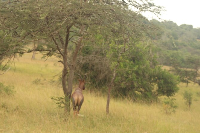2 Day Lake Mburo National park wildlife Safari - Overnight at the lodge