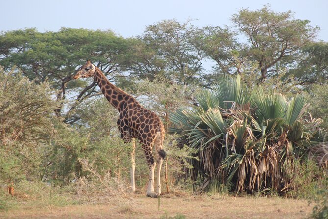 2 Day Lake Mburo National park wildlife Safari - The early morning drive on day two
