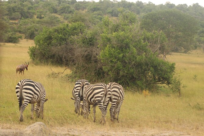 2 Day Lake Mburo National park wildlife Safari - The return to Kampala