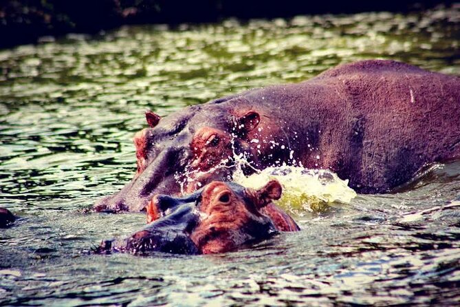 2-Day Wildlife Safari in Lake Mburo National Park - The night game drive after sunset