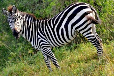 2-Day Wildlife Safari in Lake Mburo National Park