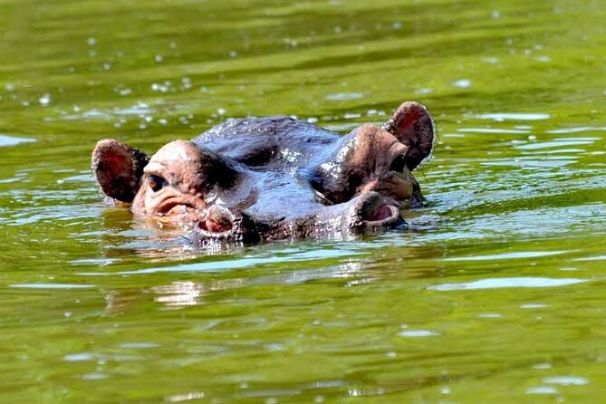 2-Day Wildlife Safari in Lake Mburo National Park - The Equator stop on Green Equator Masaka Road